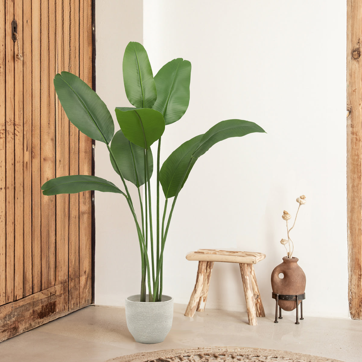 Medium Plants
