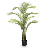 5.5' Palm Tree