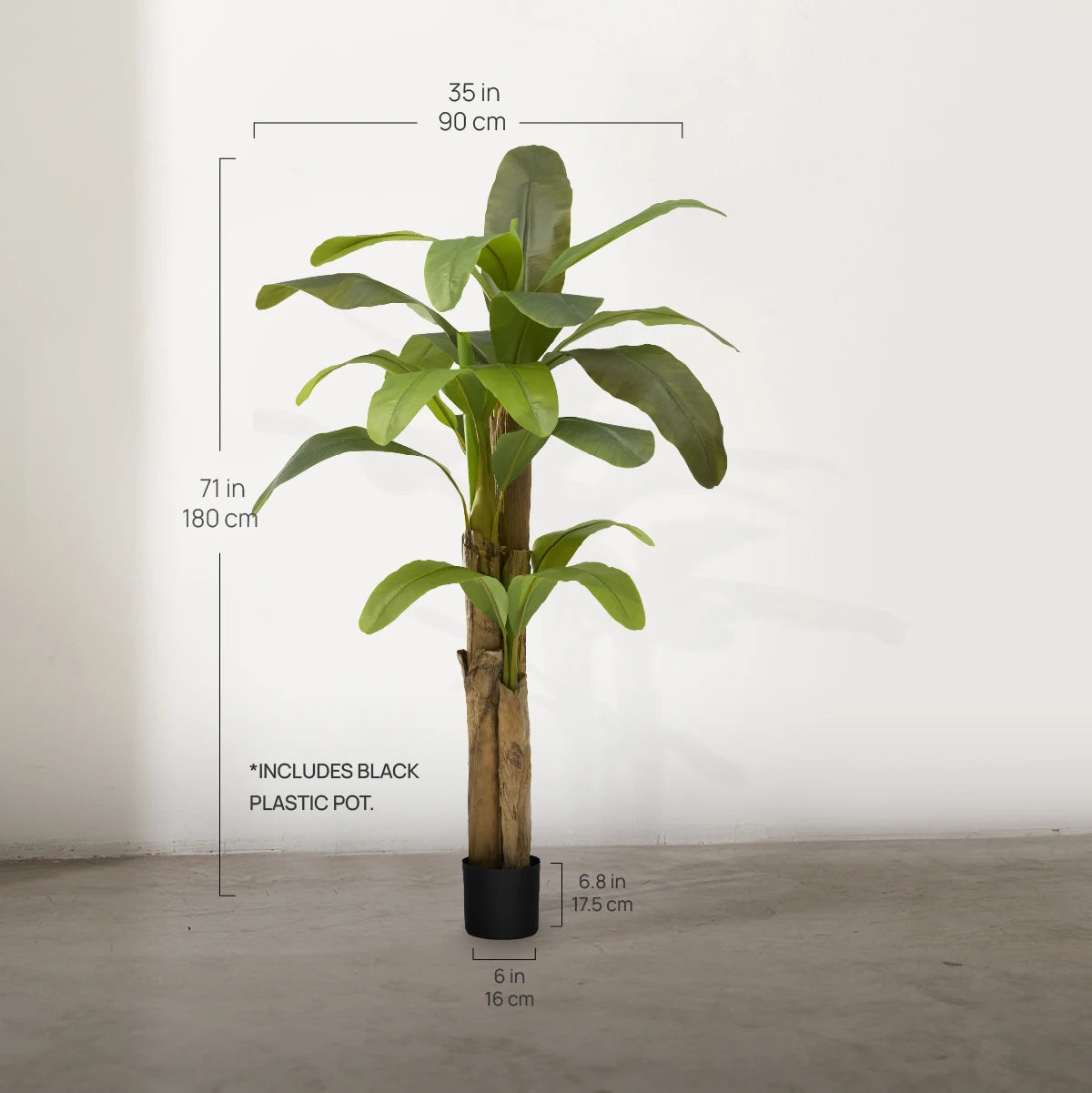 6FT Banana Tree Measures