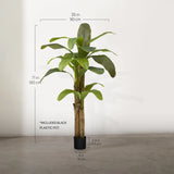 6FT Banana Tree Measures