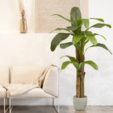 6' Faux Banana Tree