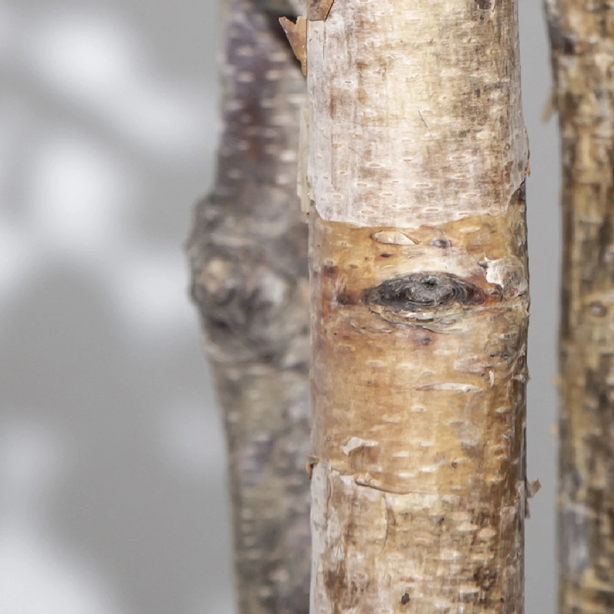Artificial Eucaliptus Trunk