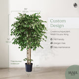 Measurements ficus tree