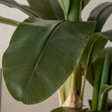 Banana Tree Leaf