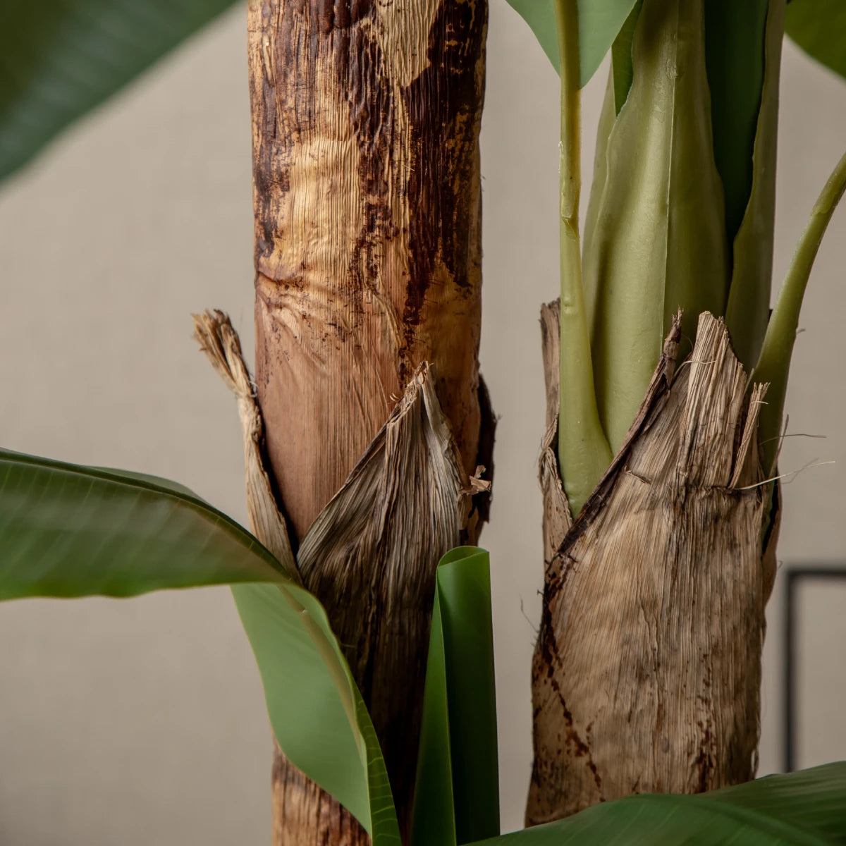 Banana Tree Trunk