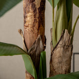 Banana Tree Trunk