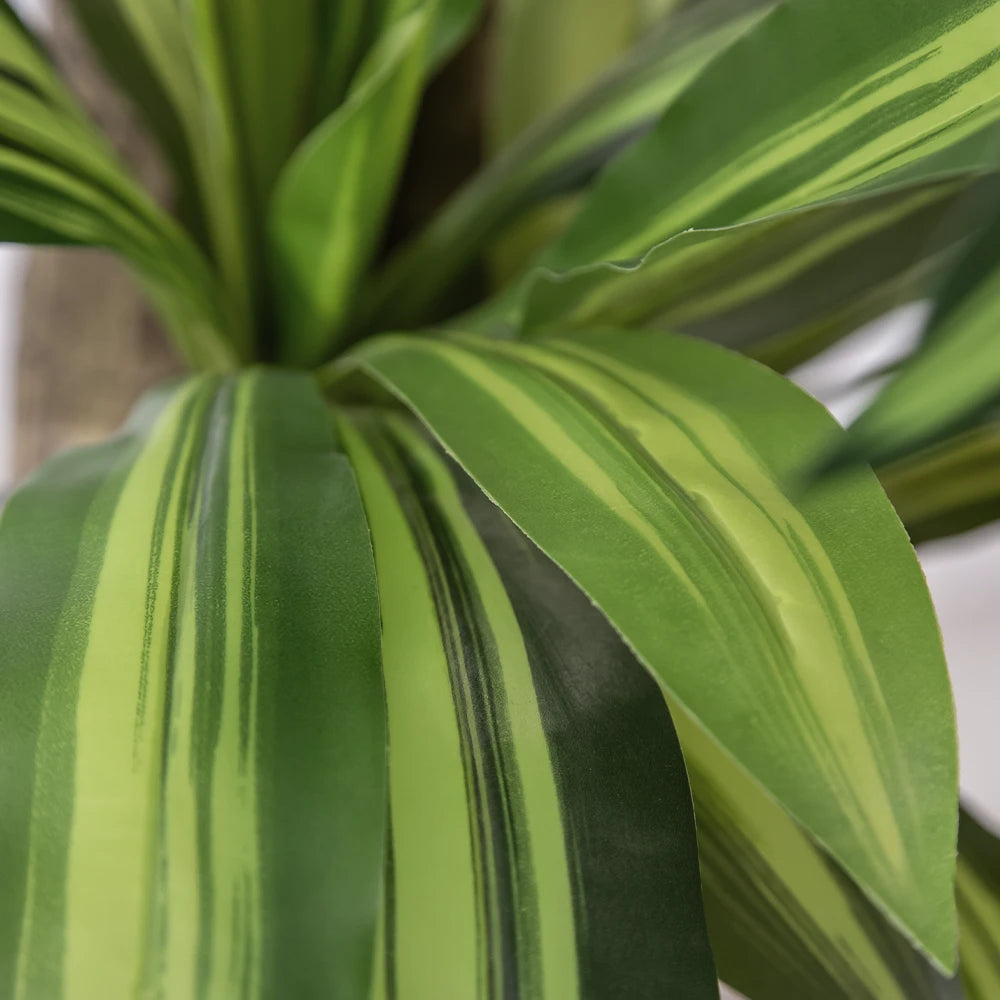 Dracaena Leaf