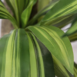 Dracaena Leaf