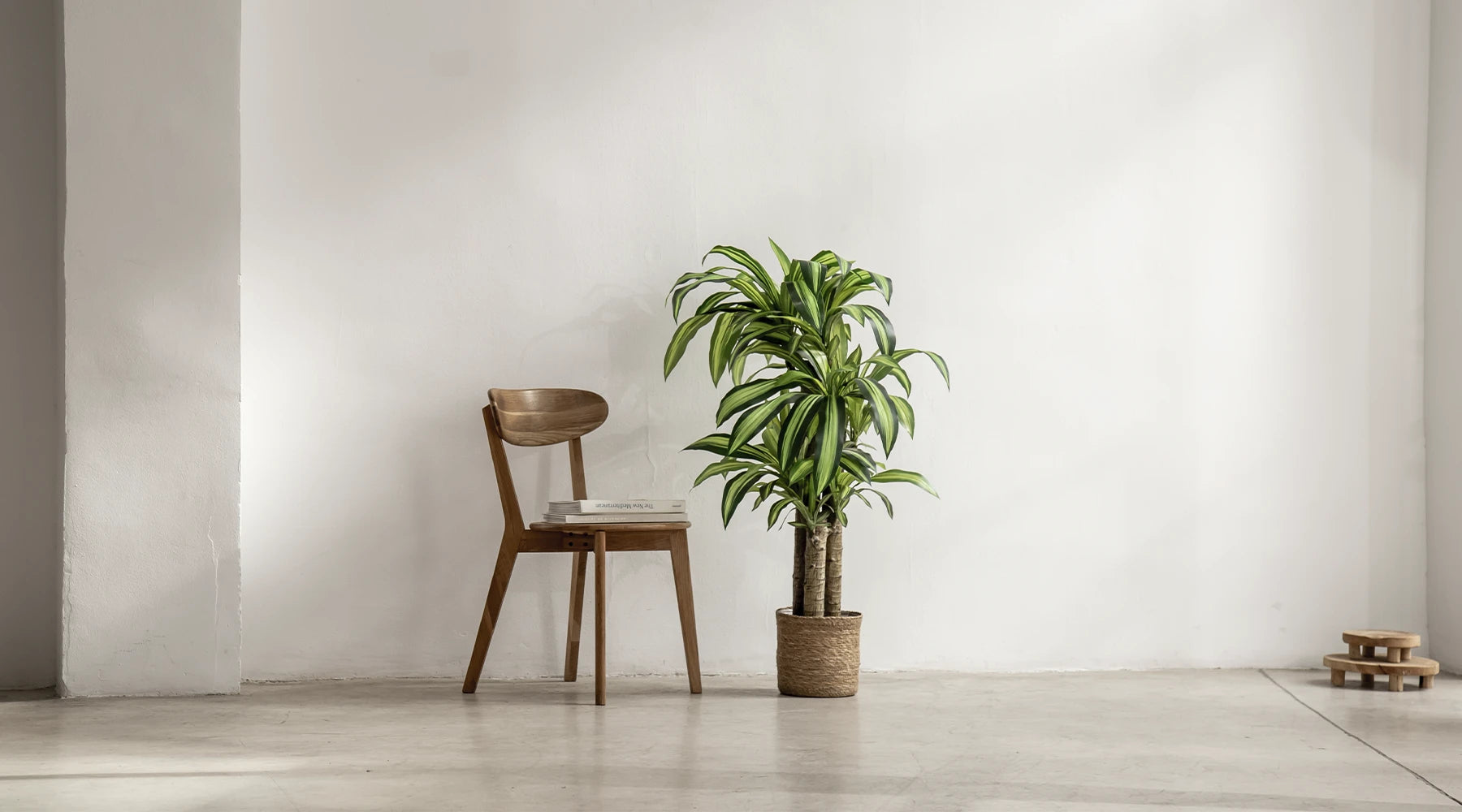 Dracaena Plants