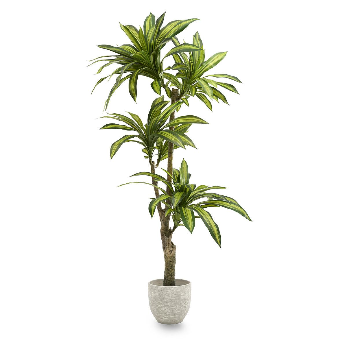 Dracaena Silk Plant
