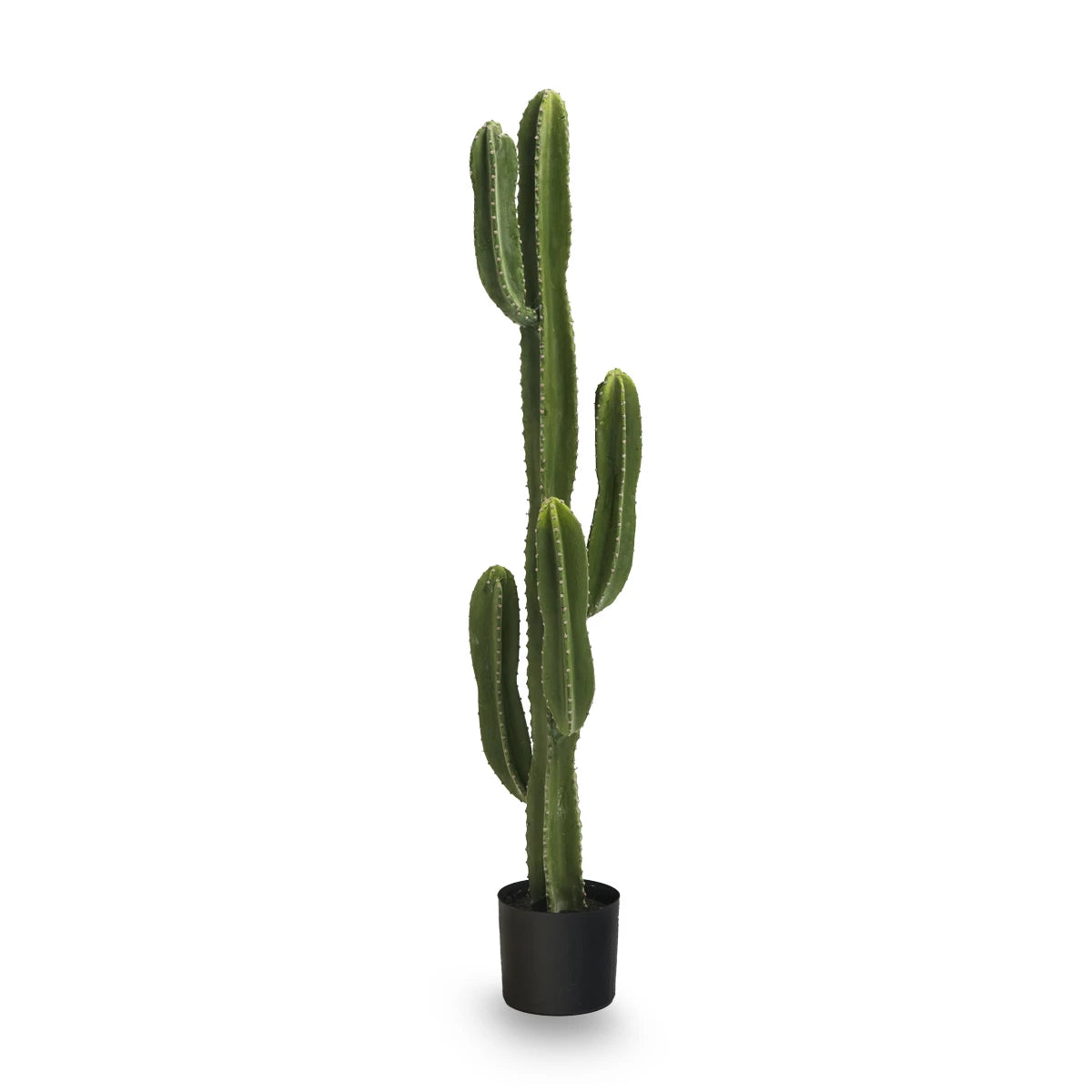 cactus 4.5 ft