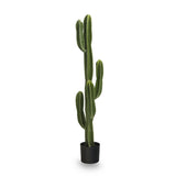 cactus 4.5 ft