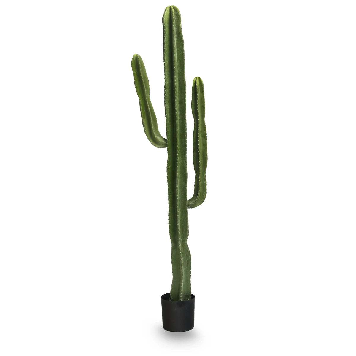 cactus 6.5 ft