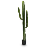 cactus 6.5 ft
