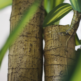 4FT Artificial Dracaena Tree