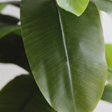 5FT Artificial Banana Tree
