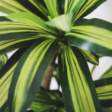 4FT Artificial Dracaena Tree