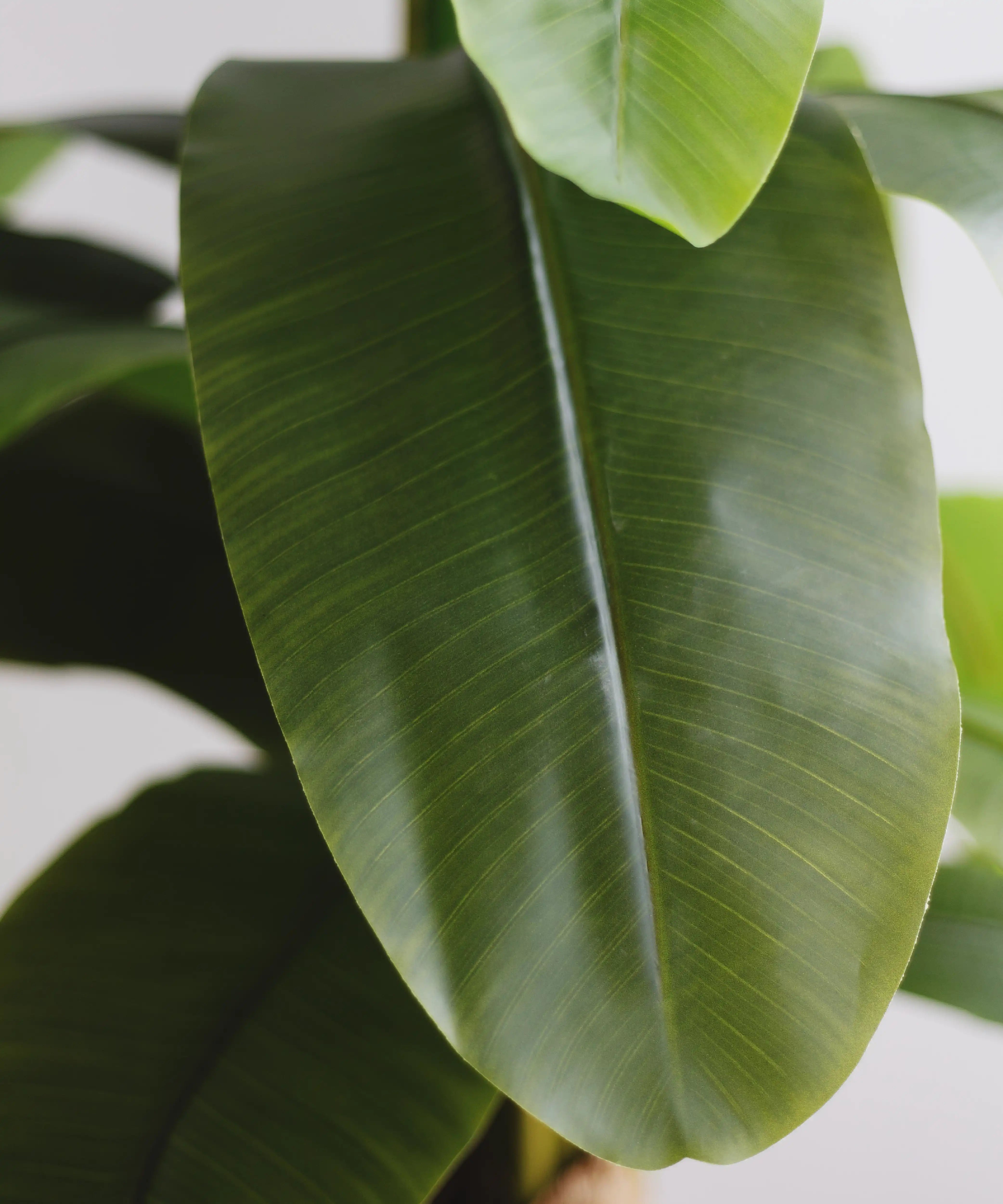 7FT Artificial Banana Tree