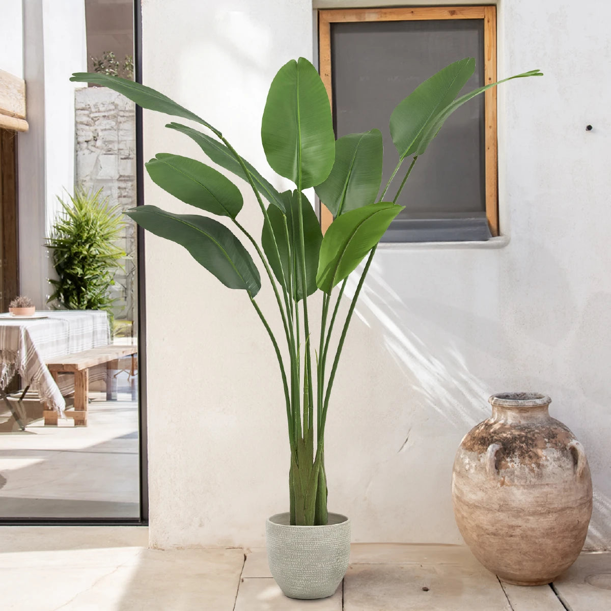  6ft Bird of Paradise Plant 
