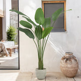 6ft Bird of Paradise Plant 
