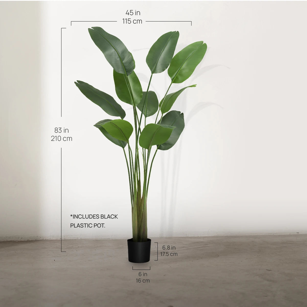 7ft  Bird of Paradise Plant Measurements 