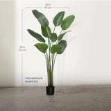 7ft  Bird of Paradise Plant Measurements 