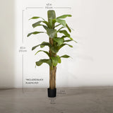 Artificial Banana Tree Measures