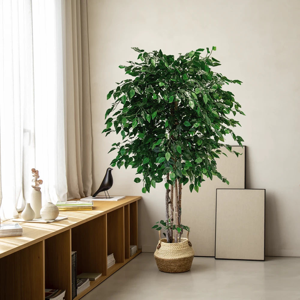 ficus tree 6.5