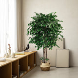 ficus tree 6.5