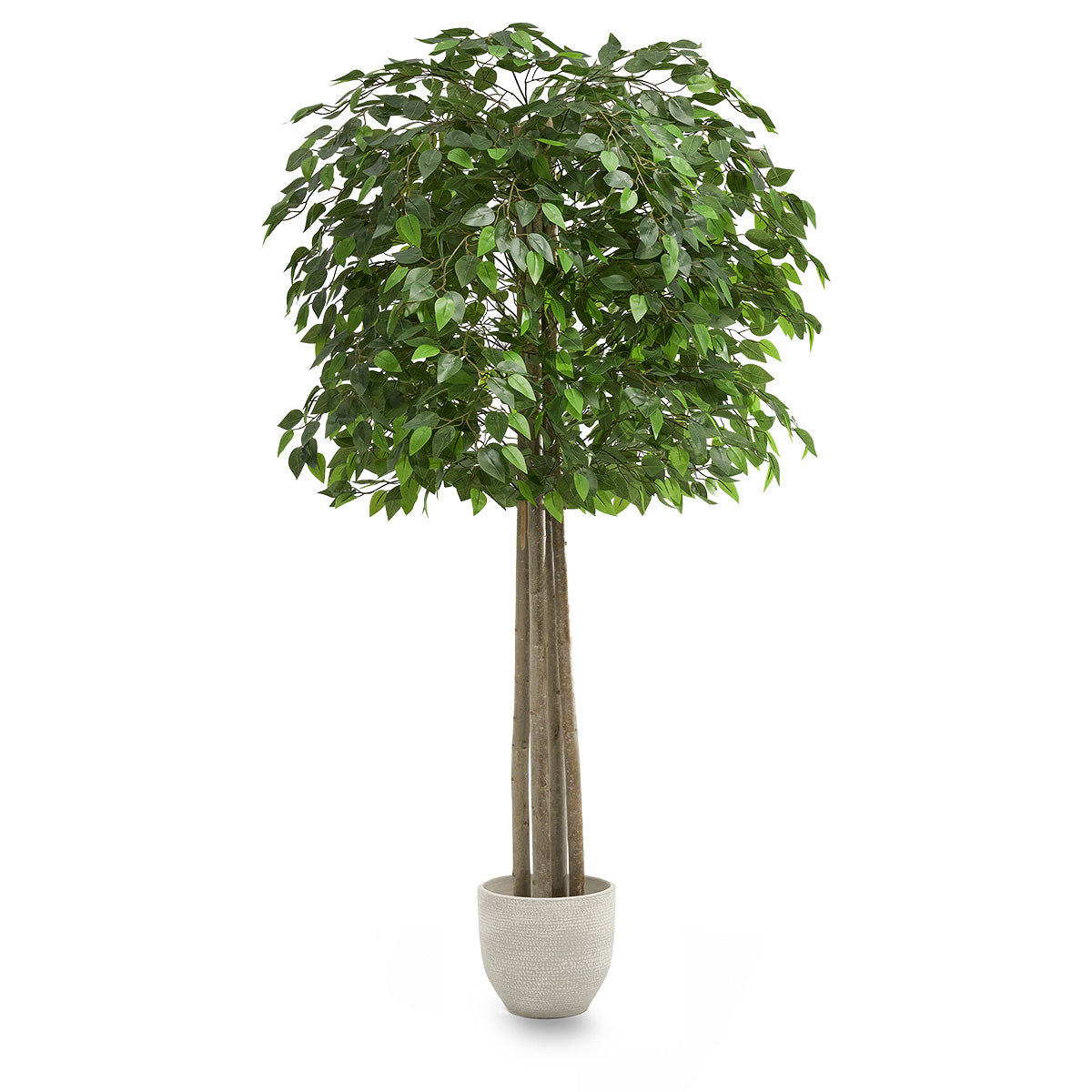 ficus_tree