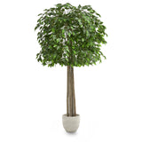 ficus_tree