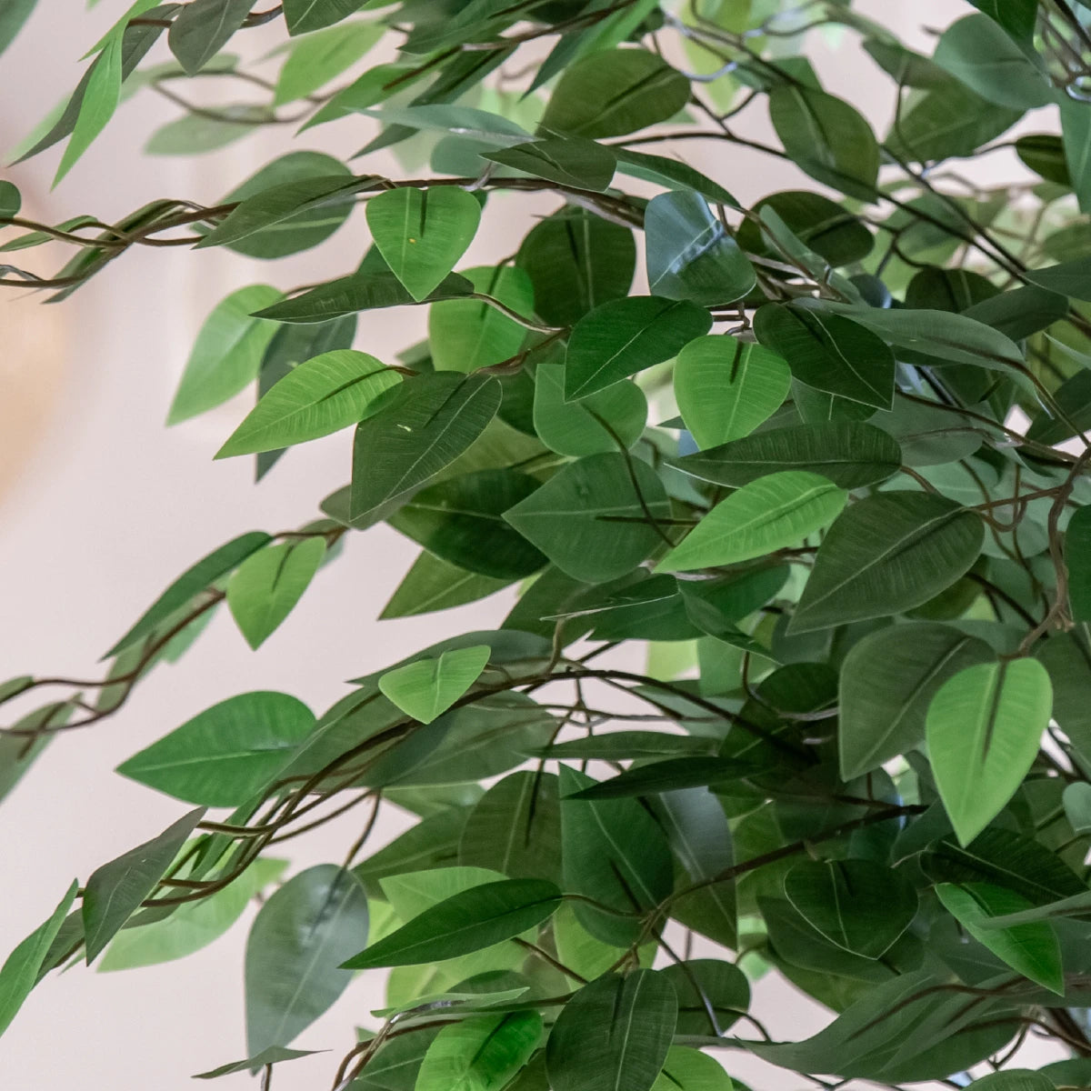 ficus tree detail