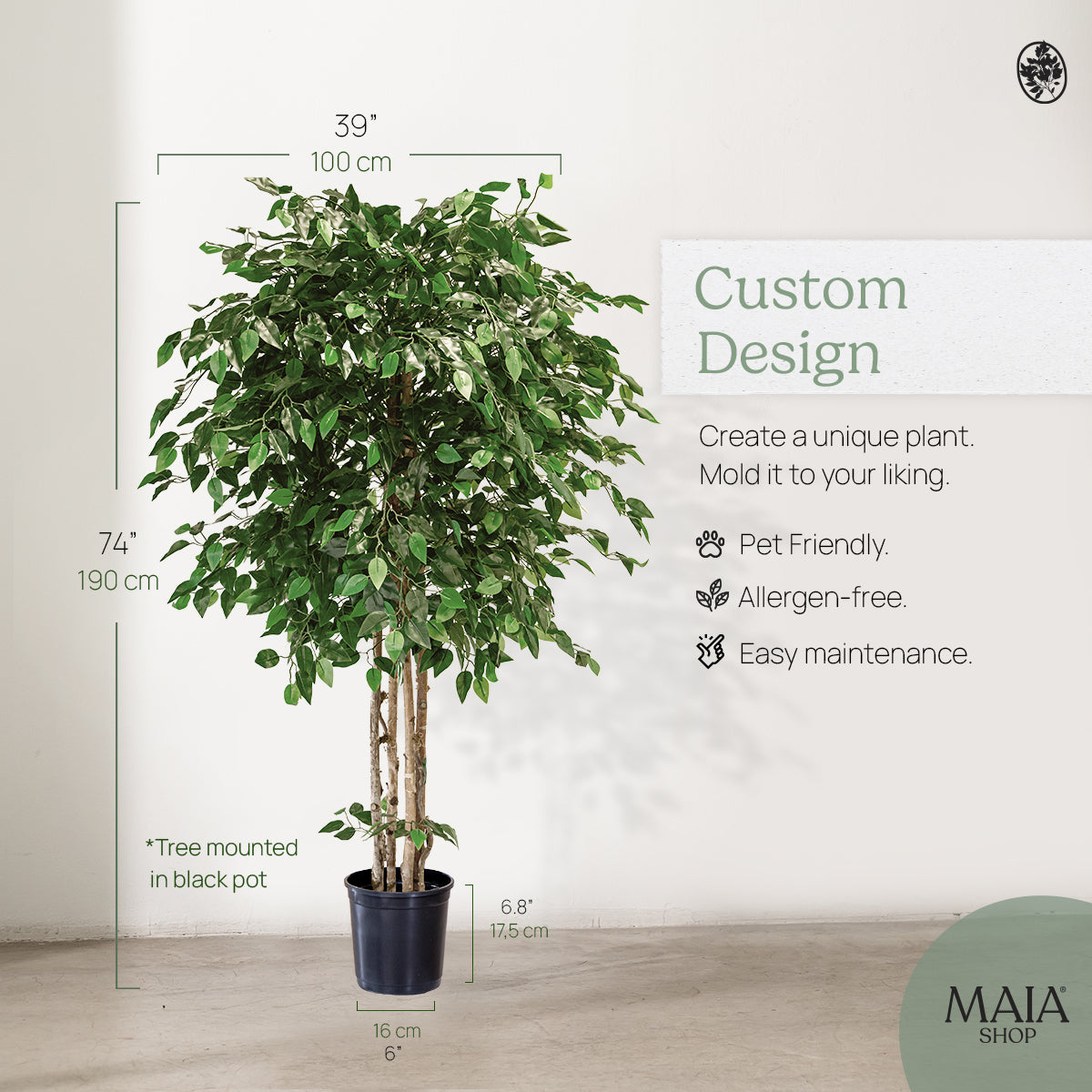 Measurements ficus tree