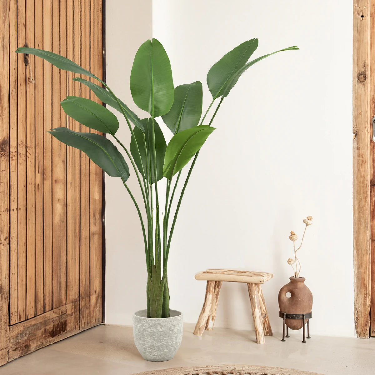  Bird of Paradise Plant 6ft