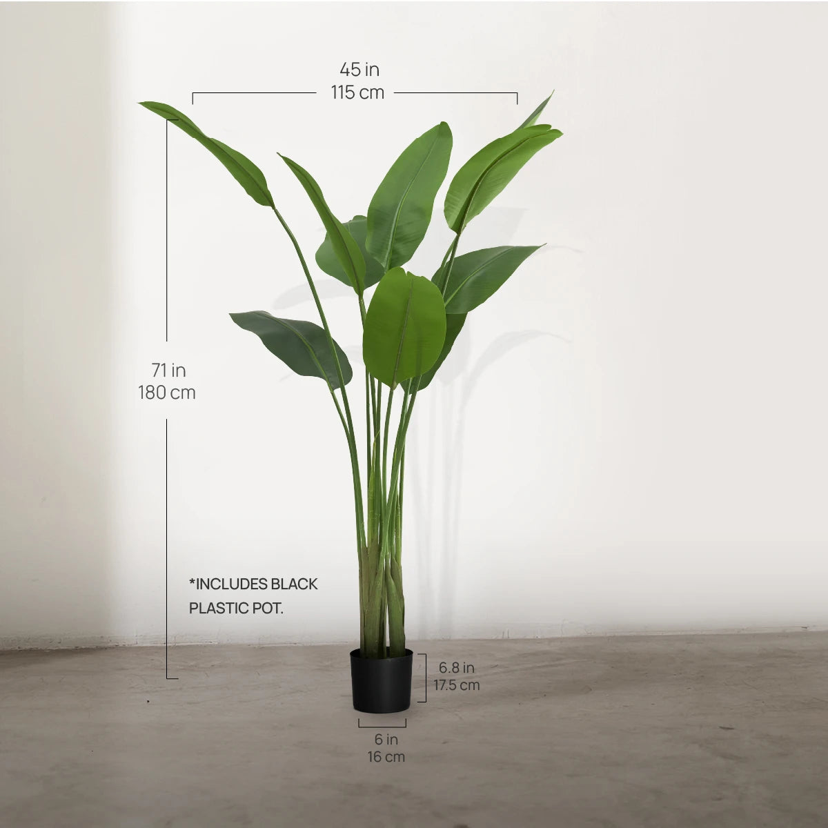  Bird of Paradise Plant Measurements 