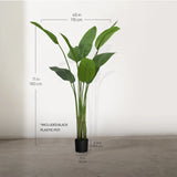  Bird of Paradise Plant Measurements 