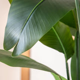  Bird of Paradise Plant detail