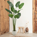 7 Bird of Paradise plant