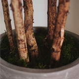 4FT Artificial Rubber Tree