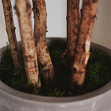 6FT Artificial Rubber Tree