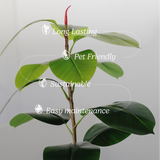 6FT Artificial Rubber Tree