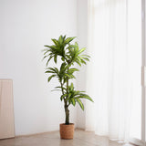 5.5FT Artificial Dracaena Tree