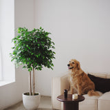 6.5FT Artificial Ficus Tree